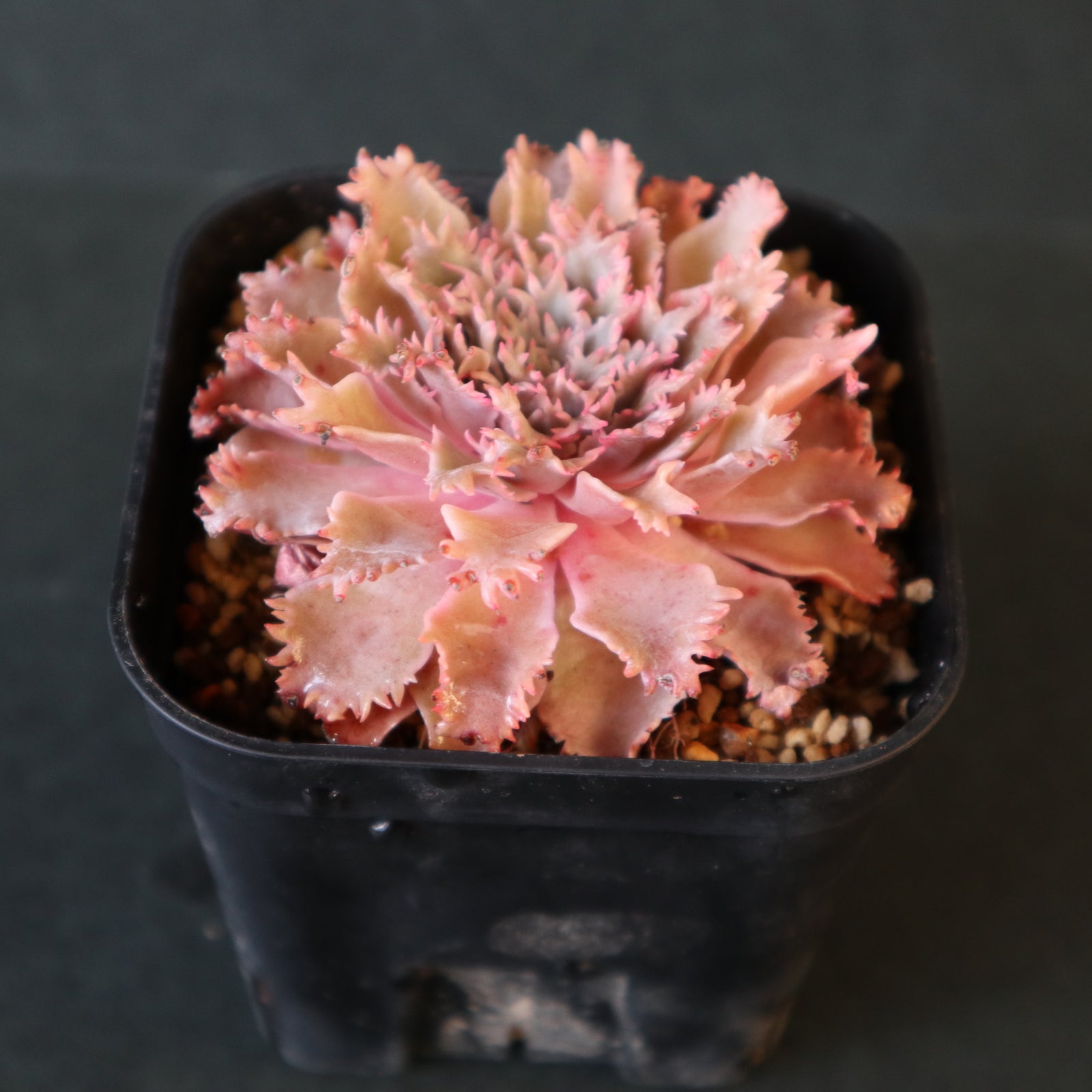 Graptoveria Starfire 6 – TaiShoDo ONLINE SHOP
