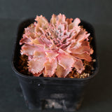 Graptoveria Starfire　6
