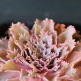 Graptoveria Starfire　6