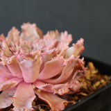 Graptoveria Starfire　6