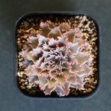 Graptoveria Starfire　7