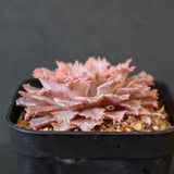 Graptoveria Starfire　7