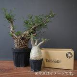 2026年 塊根植物福袋 100,000円