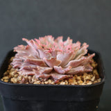 Graptoveria Starfire　7
