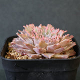 Graptoveria Starfire　7