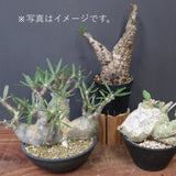 2026年 塊根植物福袋 200,000円