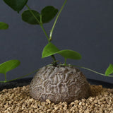 亀甲竜 EC585