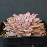 Graptoveria Starfire　7
