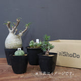 2026年 塊根植物福袋 15,000円