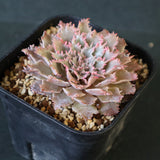 Graptoveria Starfire　7