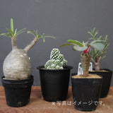 2026年 塊根植物福袋 15,000円