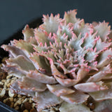 Graptoveria Starfire　7