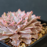 Graptoveria Starfire　7