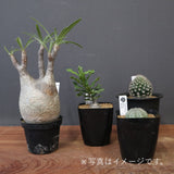 2026年 塊根植物福袋 15,000円