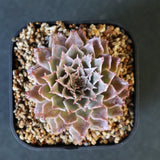 Graptoveria Starfire　11
