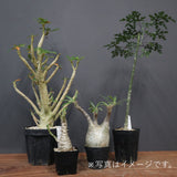 2026年 塊根植物福袋 50,000円