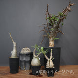 2026年 塊根植物福袋 50,000円