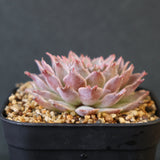 Graptoveria Starfire　11