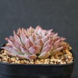 Graptoveria Starfire　11