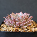 Graptoveria Starfire　11