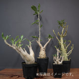 2026年 塊根植物福袋 50,000円