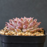 Graptoveria Starfire　11