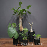 2026年 塊根植物福袋 30,000円