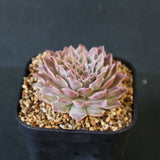 Graptoveria Starfire　11