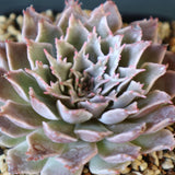 Graptoveria Starfire　11