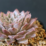 Graptoveria Starfire　11