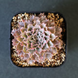 Graptoveria Starfire　14