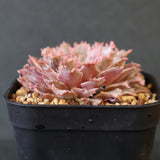 Graptoveria Starfire　14