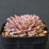 Graptoveria Starfire　14
