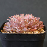 Graptoveria Starfire　14