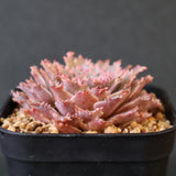 Graptoveria Starfire　14