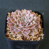 Graptoveria Starfire　14