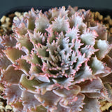 Graptoveria Starfire　14