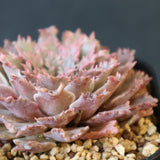 Graptoveria Starfire　14