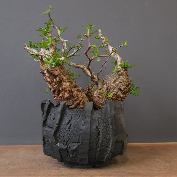 塊根植物 – 3ページ目 – TaiShoDo ONLINE SHOP