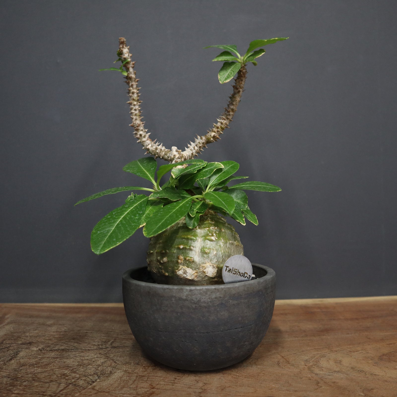 P・ウィンゾリー 25 – TaiShoDo ONLINE SHOP