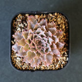 Graptoveria Starfire　19
