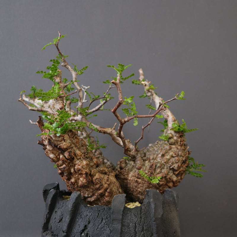 宮島將實陶器鉢】O.パキプス 0730 – TaiShoDo ONLINE SHOP