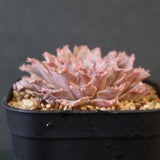 Graptoveria Starfire　19