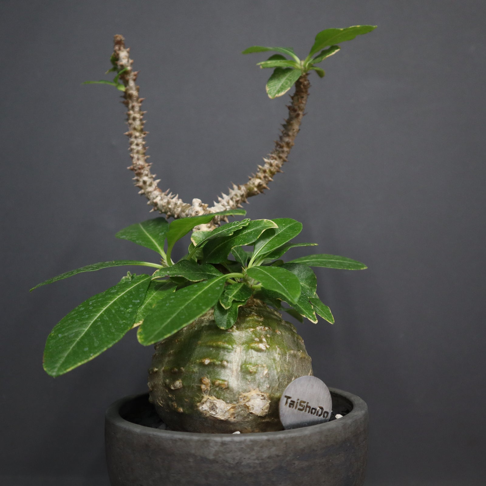 ウィンゾリー種子23粒 2025.07.18採取 ウィンゾリー種子23粒 2025.07