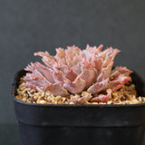 Graptoveria Starfire　19