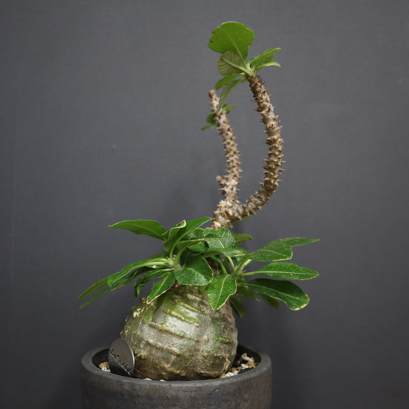 じぇむさんウィンゾリー じぇむさんウィンゾリー パキポディウム ウィンゾリー | GREEN LUCK