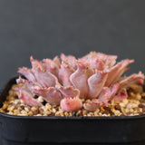 Graptoveria Starfire　19