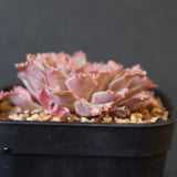 Graptoveria Starfire　19