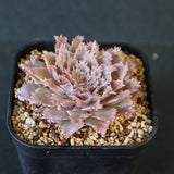 Graptoveria Starfire　19