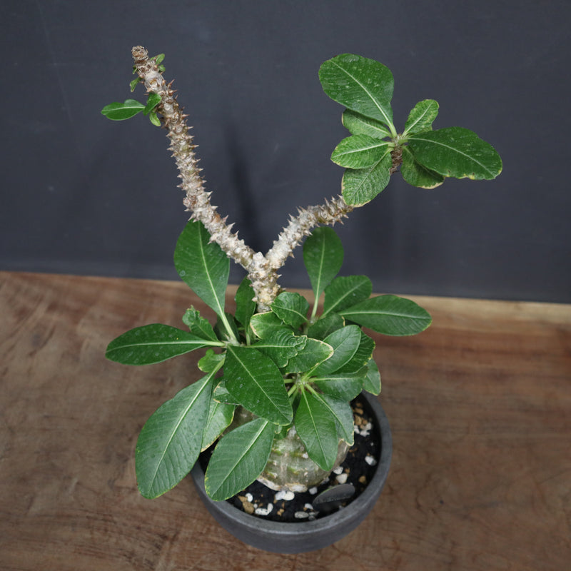 P・ウィンゾリー 25 – TaiShoDo ONLINE SHOP